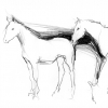 pferde1