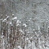 feenwald2